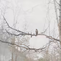 a single bird sitting on a thin tree branch