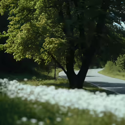 a road surrounded by trees and bushes on a sunny day