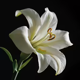a white lily against a black background