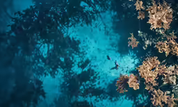 a blue area with trees surrounding it