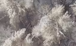 some branches and flowers are white in color