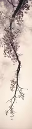 this photo is of a branch with leaves and water reflection