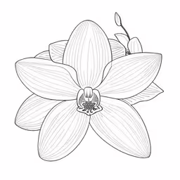 a drawing of a flower on a white background,a flower, with leaves and petals coloring pages