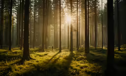 sunlightbeames through the trees and on the grass of an alpine forest