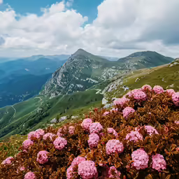 a mountain scene with pink flowers in the foreground