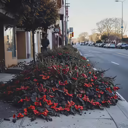 flowers that are on the sidewalk next to the road