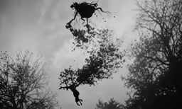 several tree silhouettes appear on a cloudy day