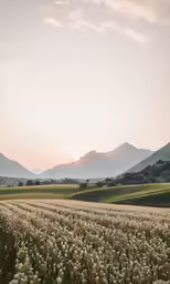 field with white flowers and mountains on both sides