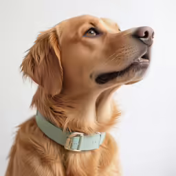 dog staring and looking upward into the sky
