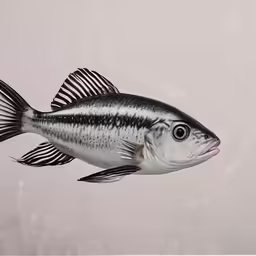 an underwater fish in the water, on a white background