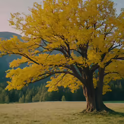 this is an image of a field with trees