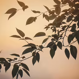leafy tree branches against an overcast sky