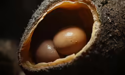 three eggs are in an open shell in the ground