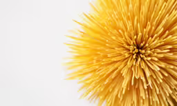 an extreme close - up image of a yellow flower on a white background