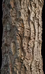 a close - up of the bark of a tree trunk