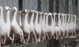 this is many chicken on a line