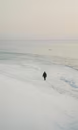 a lone animal in the middle of the beach