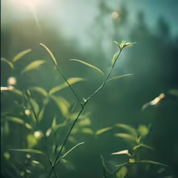 a single leaf in the middle of a field