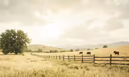 a field that has horses in it