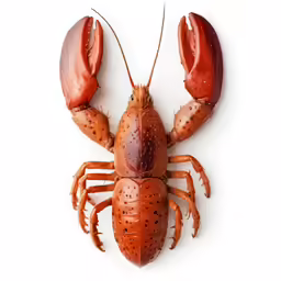 a fresh lobster lying flat on a white surface