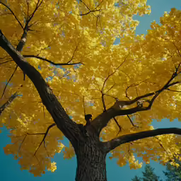 a large tree with yellow leaves on it
