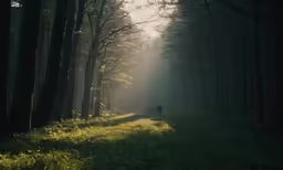 two people riding horses on a path through the woods