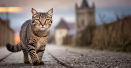 a cat walking in a park near a fence