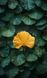 a yellow leaf sitting between some green leaves