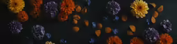 colorful flowers with a black background