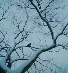 a tree covered in snow with branches with no leaves