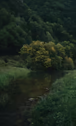 a stream runs in between some green trees