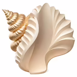 an image of a shell with a white background