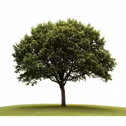 a green tree on top of a hill