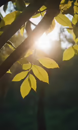 the sun is shining through leaves on the tree