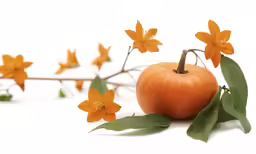 an orange flower with leaves and a white background