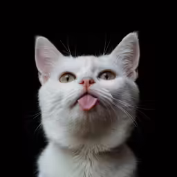 the face of a cat making a funny expression