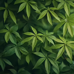 several green leaves over the top of each other