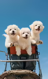 four little dogs are sitting on top of a cart