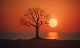 a silhouette of a tree next to the ocean