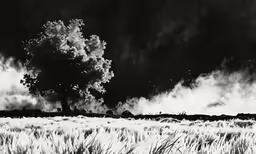 black and white photo of a large tree on grassy hill