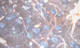 water droplets sitting on the ground after being watered