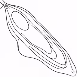 the line drawing is a long piece of material