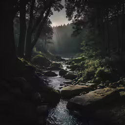 a river running through a lush forest under sunlight