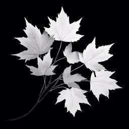 a black and white photo of leaves on a branch