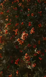 this photo shows the foliage and flowers that are beginning to show