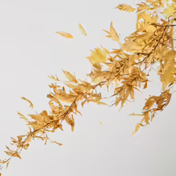 yellow leaves against a white background in autumn