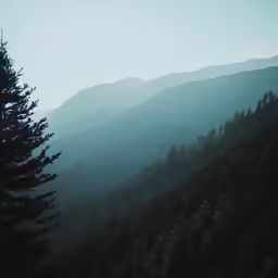 a dark and gloomy photo of pine trees