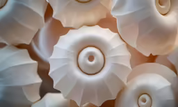a close up shot of the spiral shapes on top of white petals