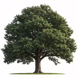 the large green tree has large leaves