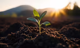 small green plant sprouting out of ground